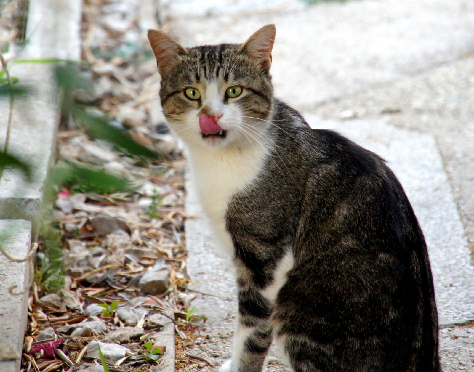 Sony Alpha DSLR-A500 sample photo. Croatia, cat, animal photography