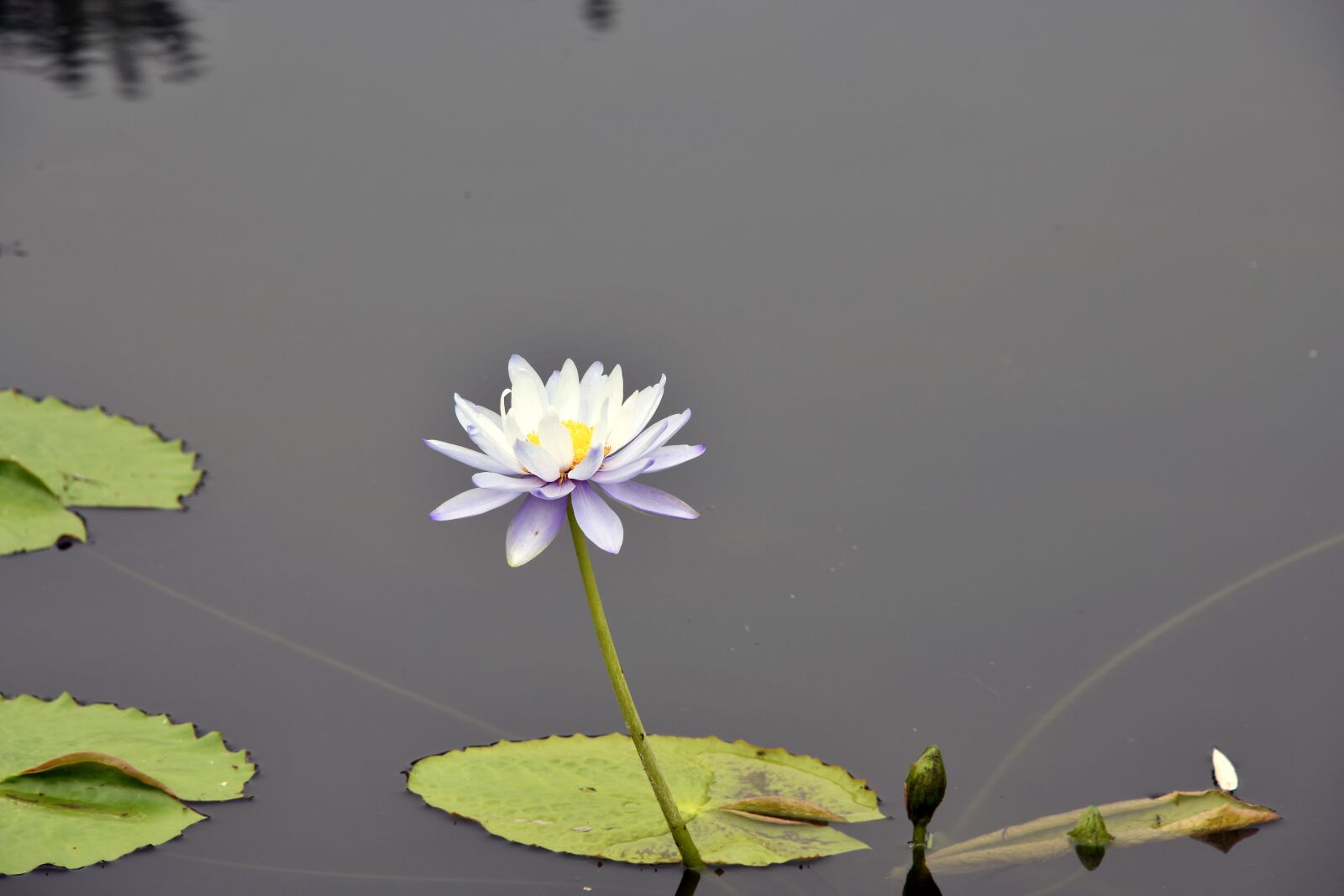 Nikon D850 sample photo. Lotus, semi circle, nature photography