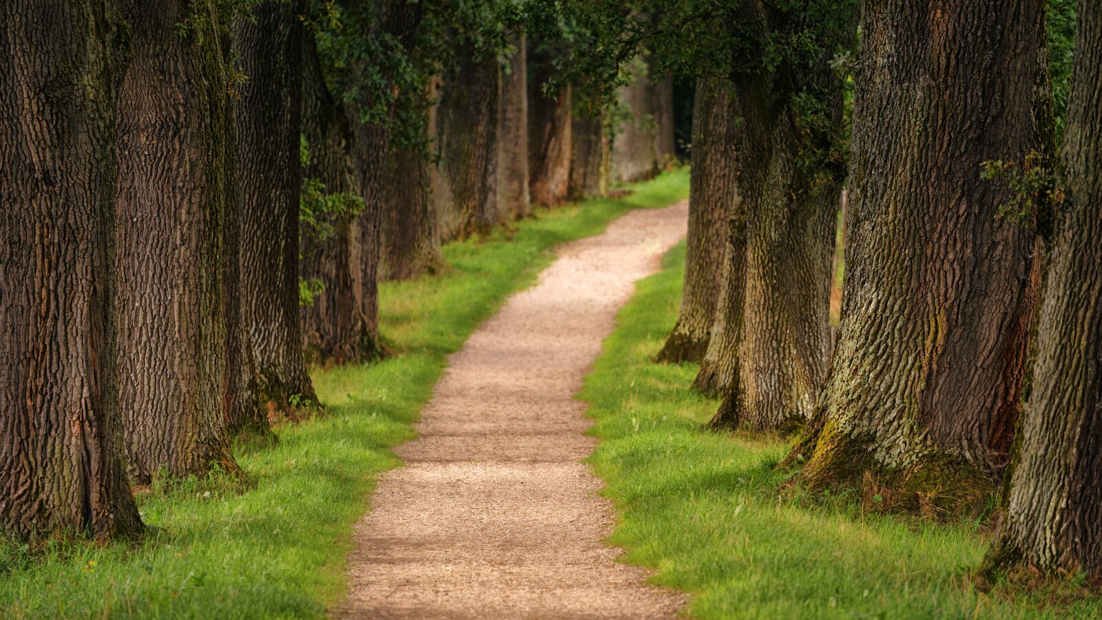 Sony a7 + Sony DT 50mm F1.8 SAM sample photo. Tree, avenue, away photography