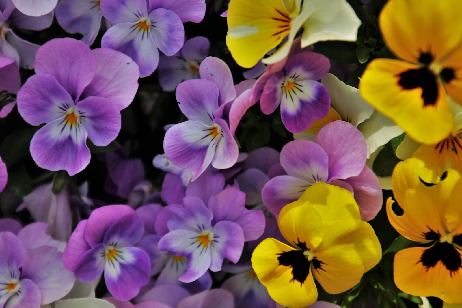 Canon EOS 80D sample photo. Pansies, flowers, yellow photography