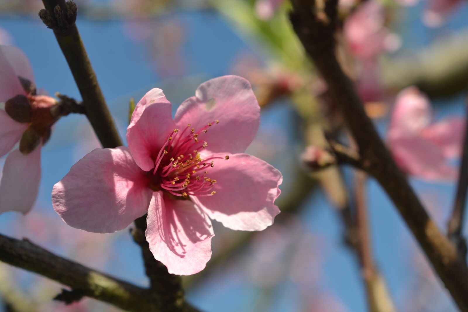Nikon D3100 sample photo. Peach blossom, peach tree photography