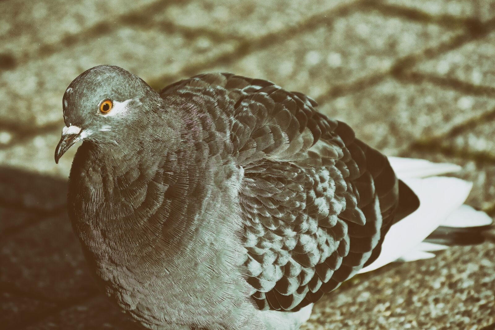 Nikon D7200 sample photo. Dove, bird, animal world photography