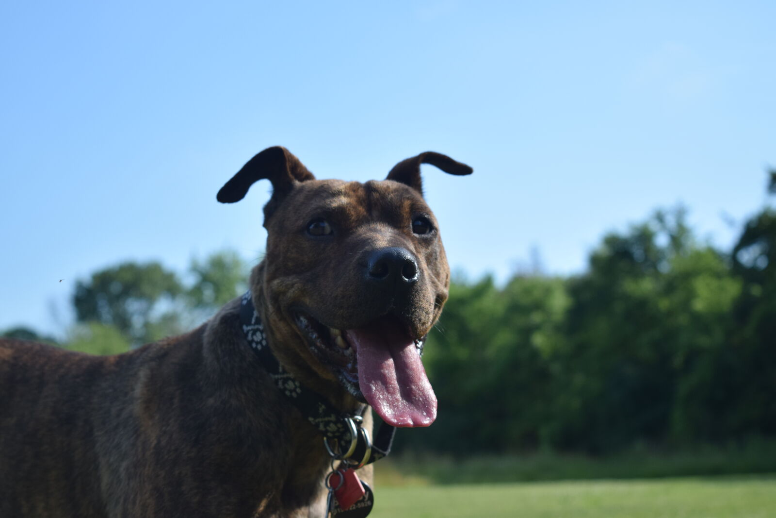 Nikon D3300 sample photo