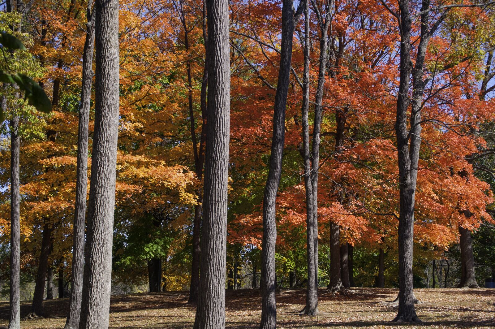 Nikon D5000 sample photo. Fall, foliage, trees photography