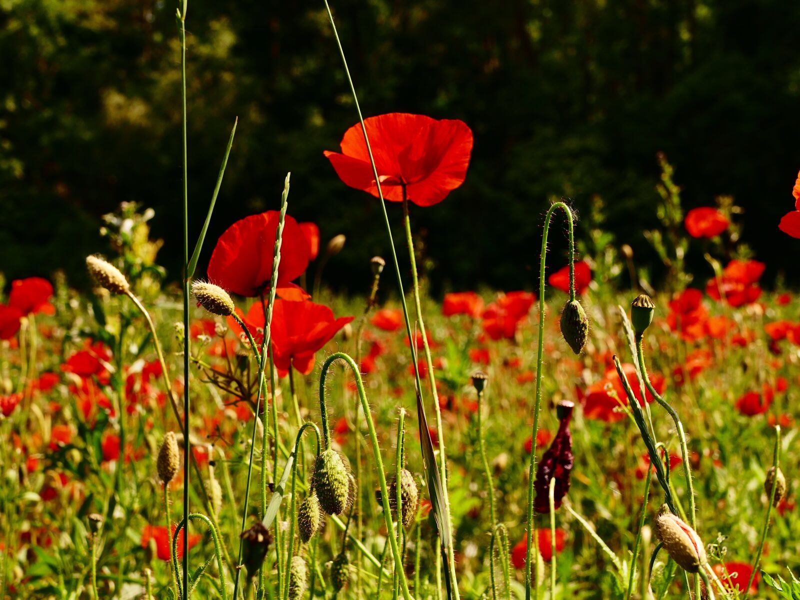 Panasonic Lumix DMC-FZ1000 sample photo. Poppy, divý, flower photography