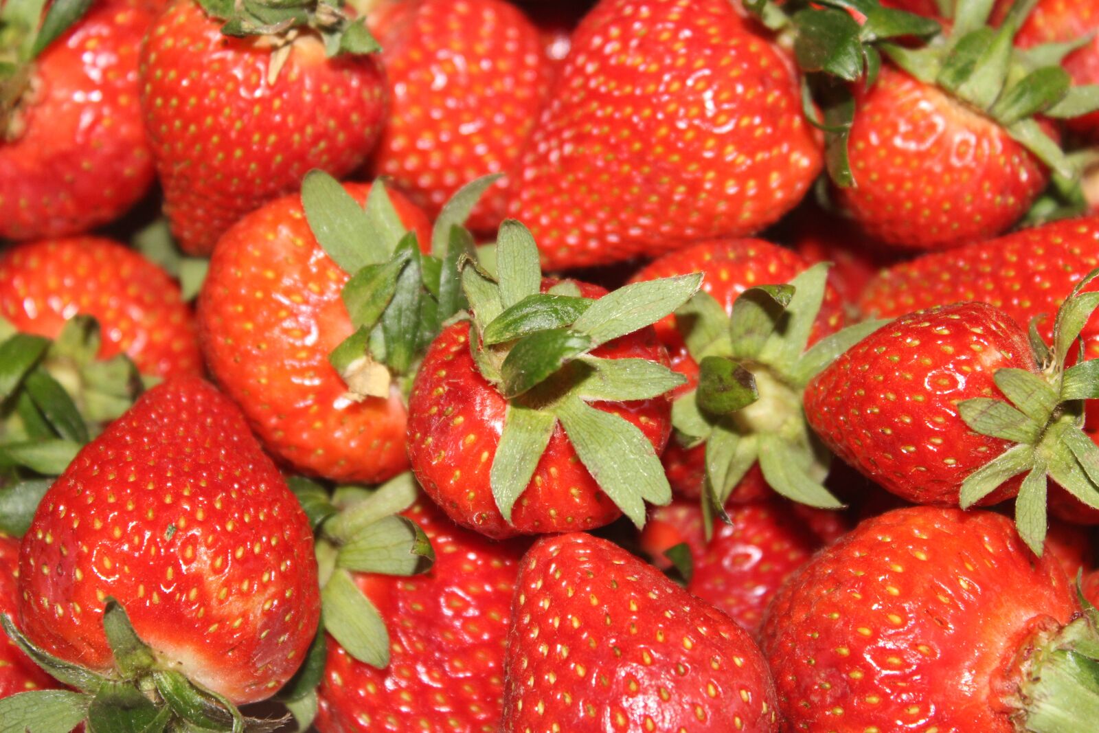 Canon EOS 1300D (EOS Rebel T6 / EOS Kiss X80) sample photo. Strawberries, fruit, red photography