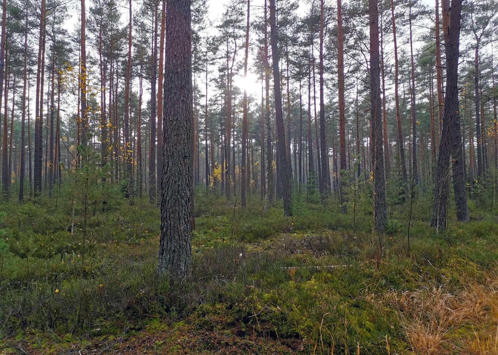 HUAWEI P30 sample photo. Forest, forest floor, trees photography