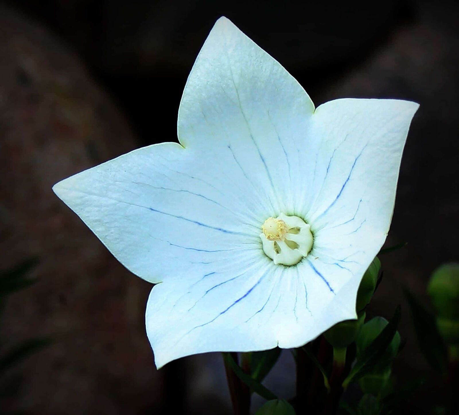 Canon EOS 550D (EOS Rebel T2i / EOS Kiss X4) sample photo. Pistil, macro, photo studio photography