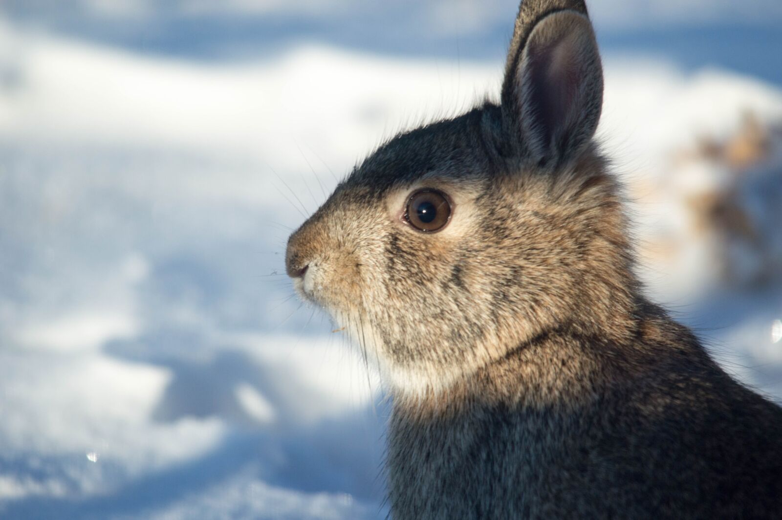 Nikon D3200 sample photo. Rabbit, snow, winter photography