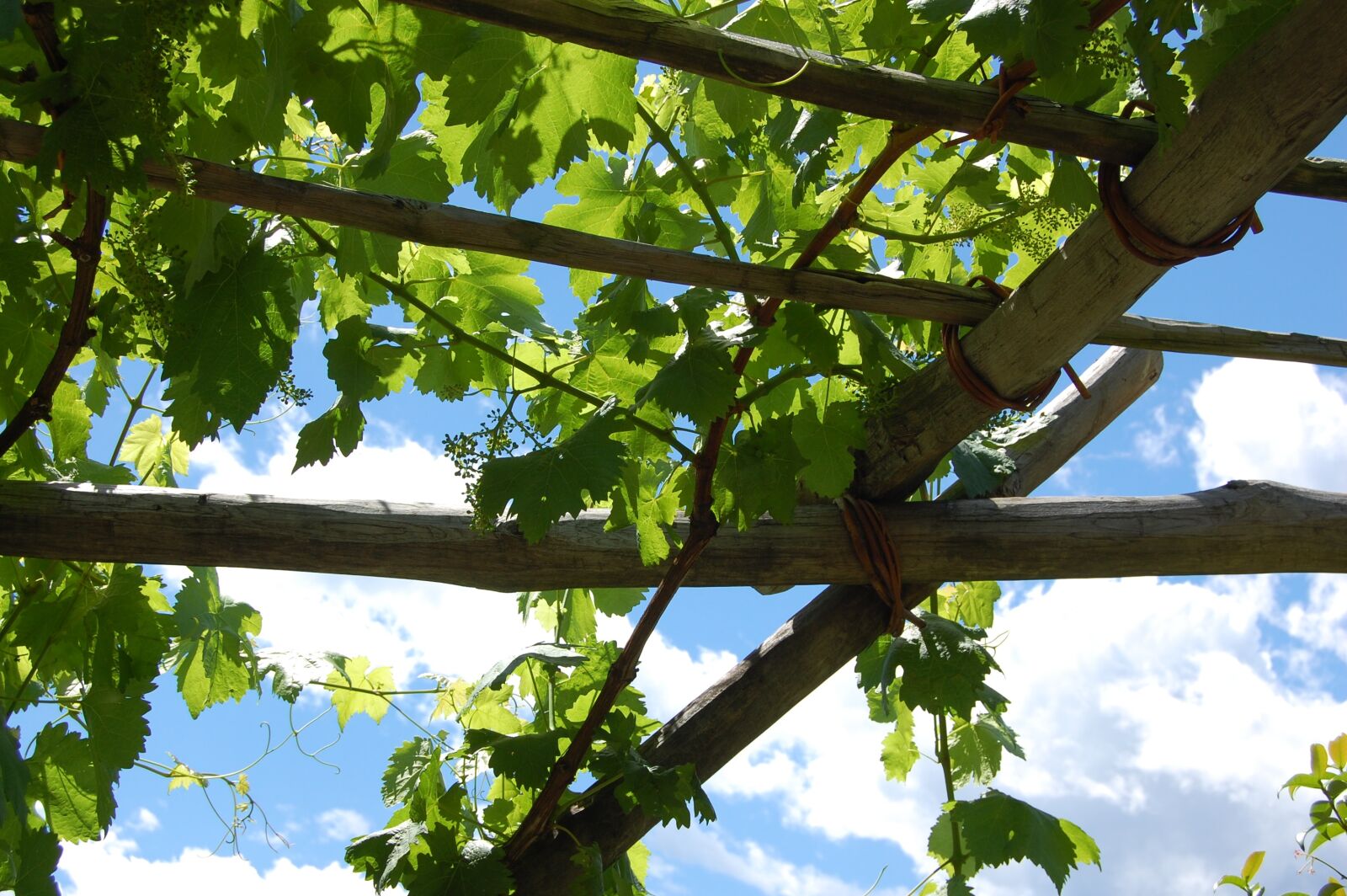 Nikon D40 sample photo. Wine, vine, grapes photography