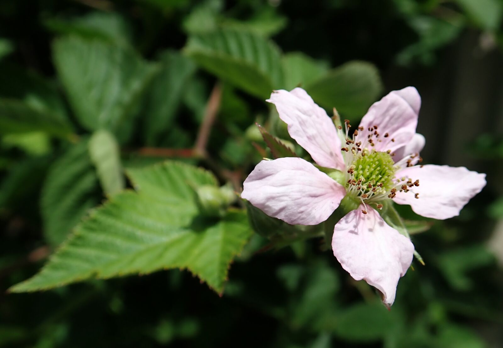 Olympus TG-5 sample photo. Flower, blackberry, blossom photography