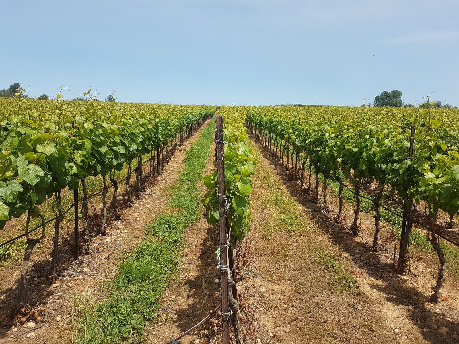 Samsung Galaxy S7 sample photo. Vine, vineyard, vineyards photography