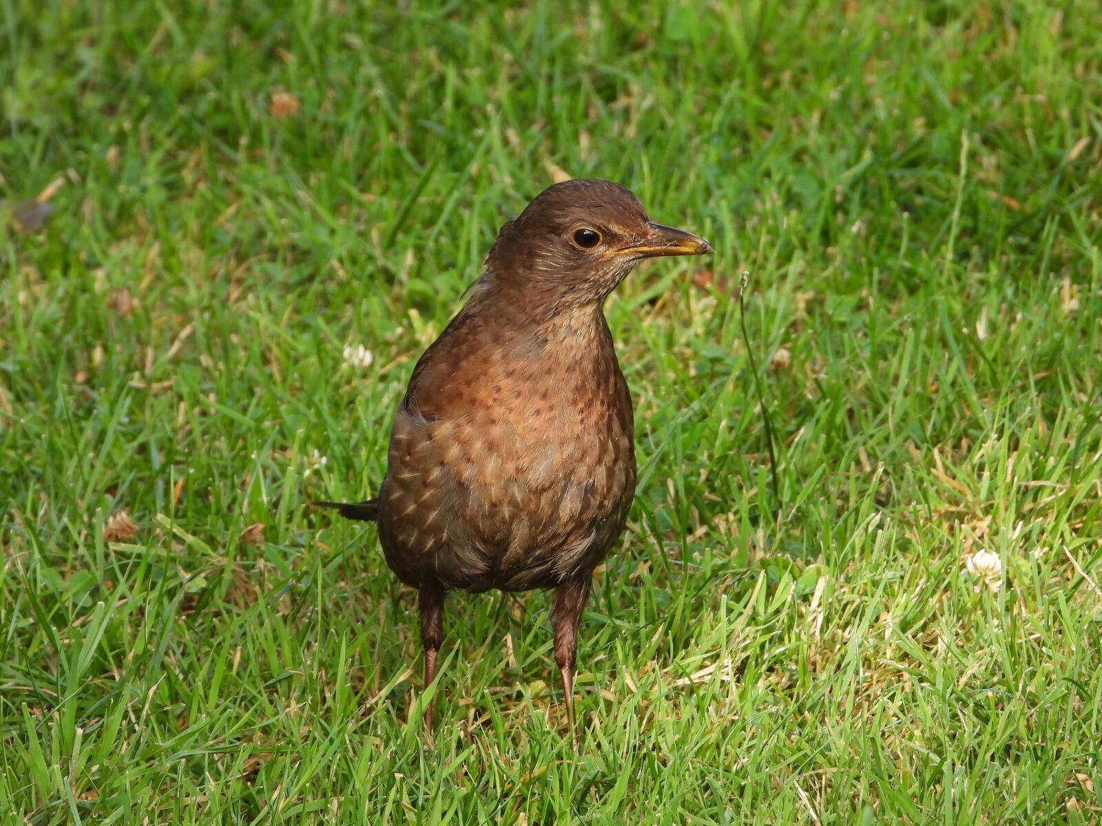Nikon Coolpix P1000 sample photo. Blackbird, female, bird photography