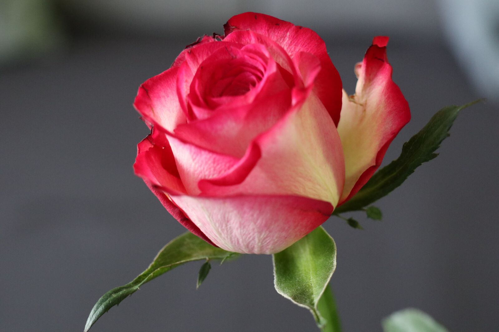 Canon EOS M6 sample photo. For mom, flower, rose photography