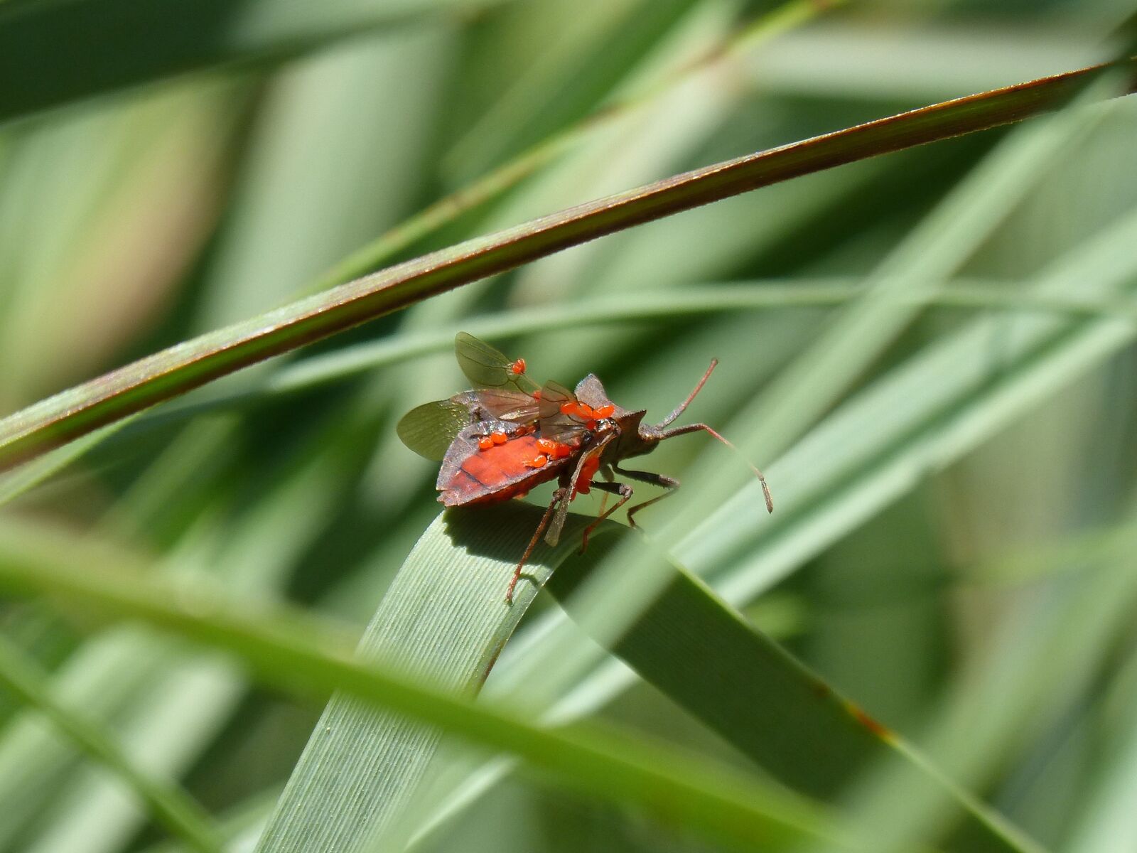 Panasonic DMC-FZ62 sample photo. I pentatomid, insect, parasites photography