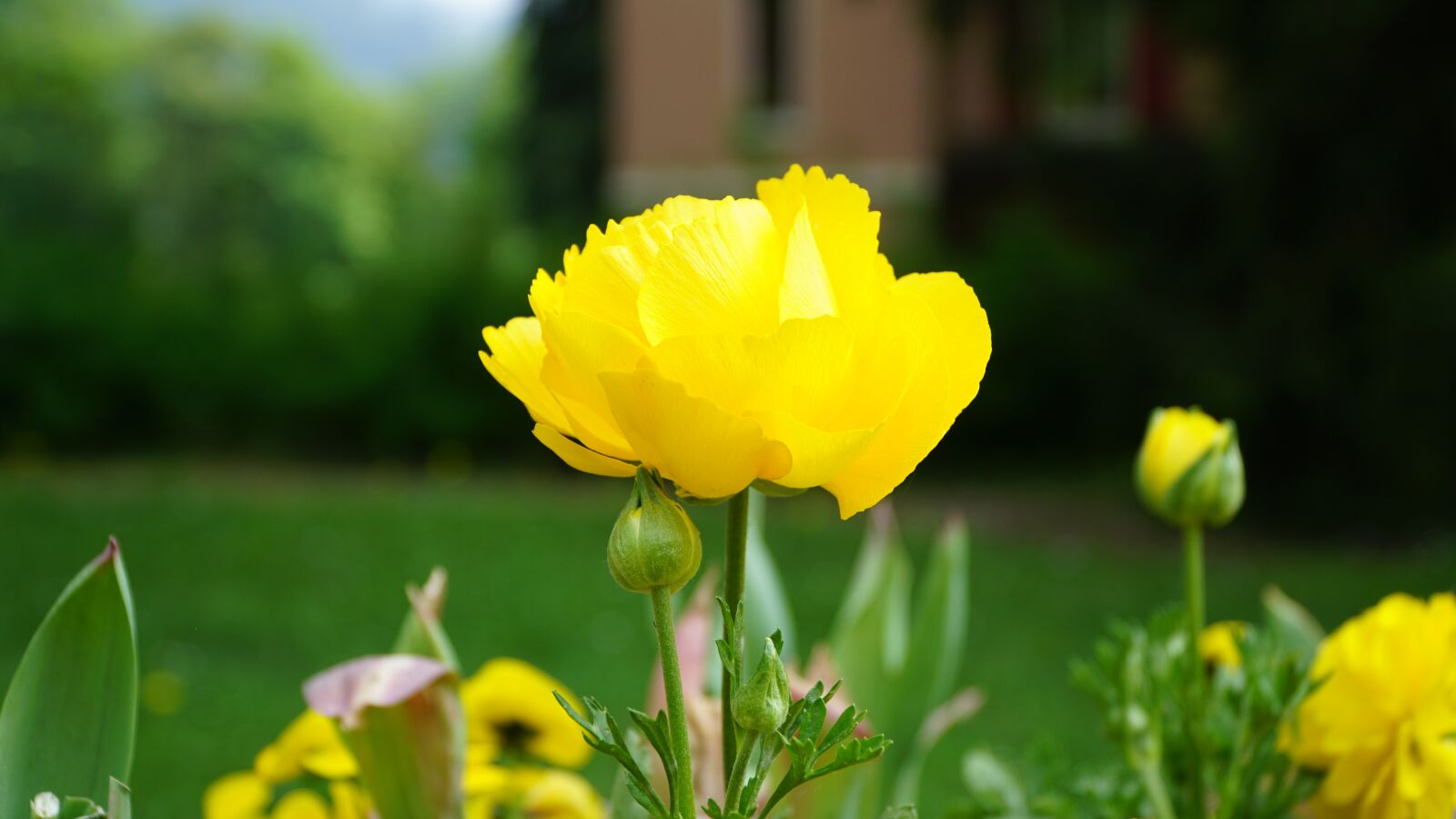 Sony a6000 sample photo. Flower, yellow, yellow flower photography