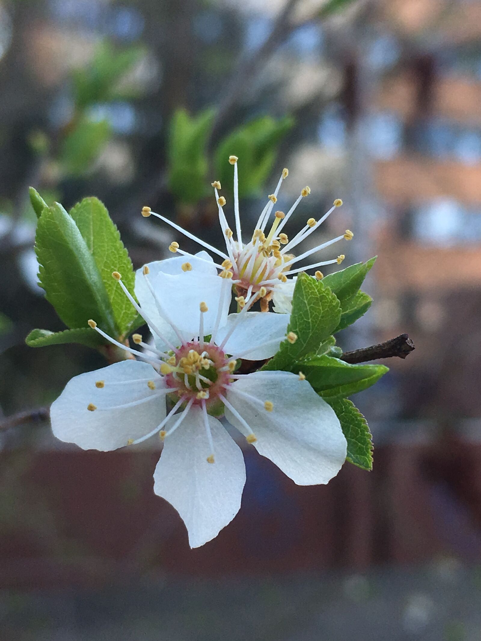 Apple iPhone SE sample photo. Flower, nature, plant photography