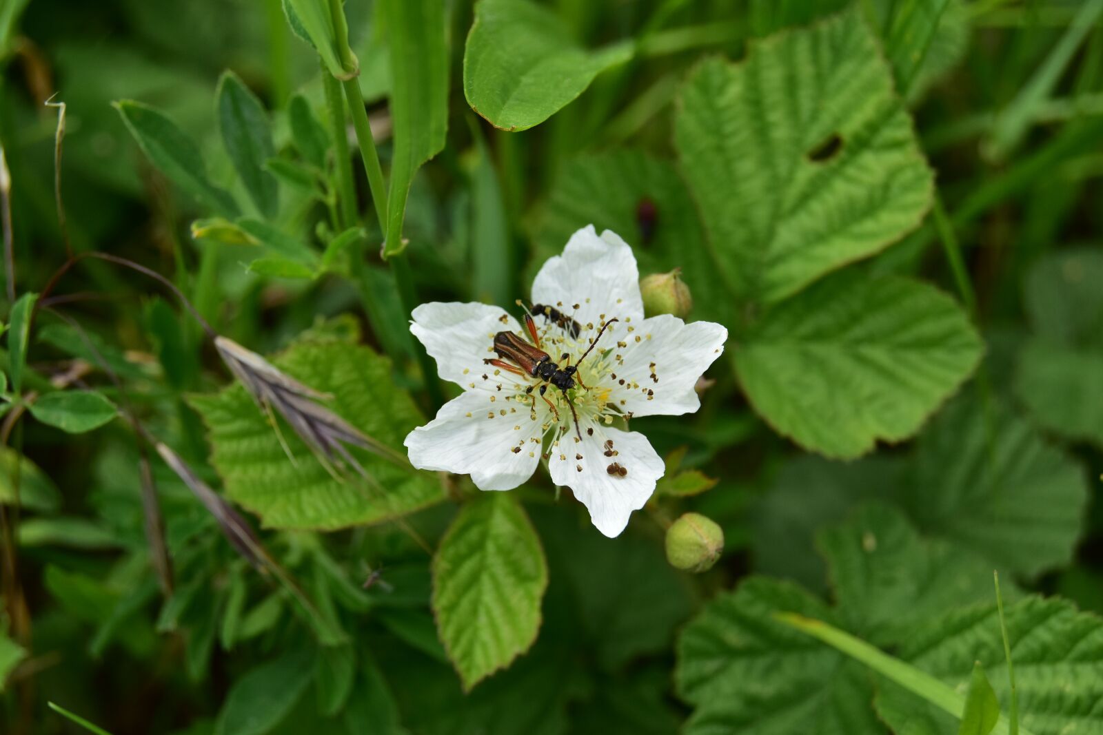 Nikon D5600 sample photo. Soldier beetle, beetle, insect photography