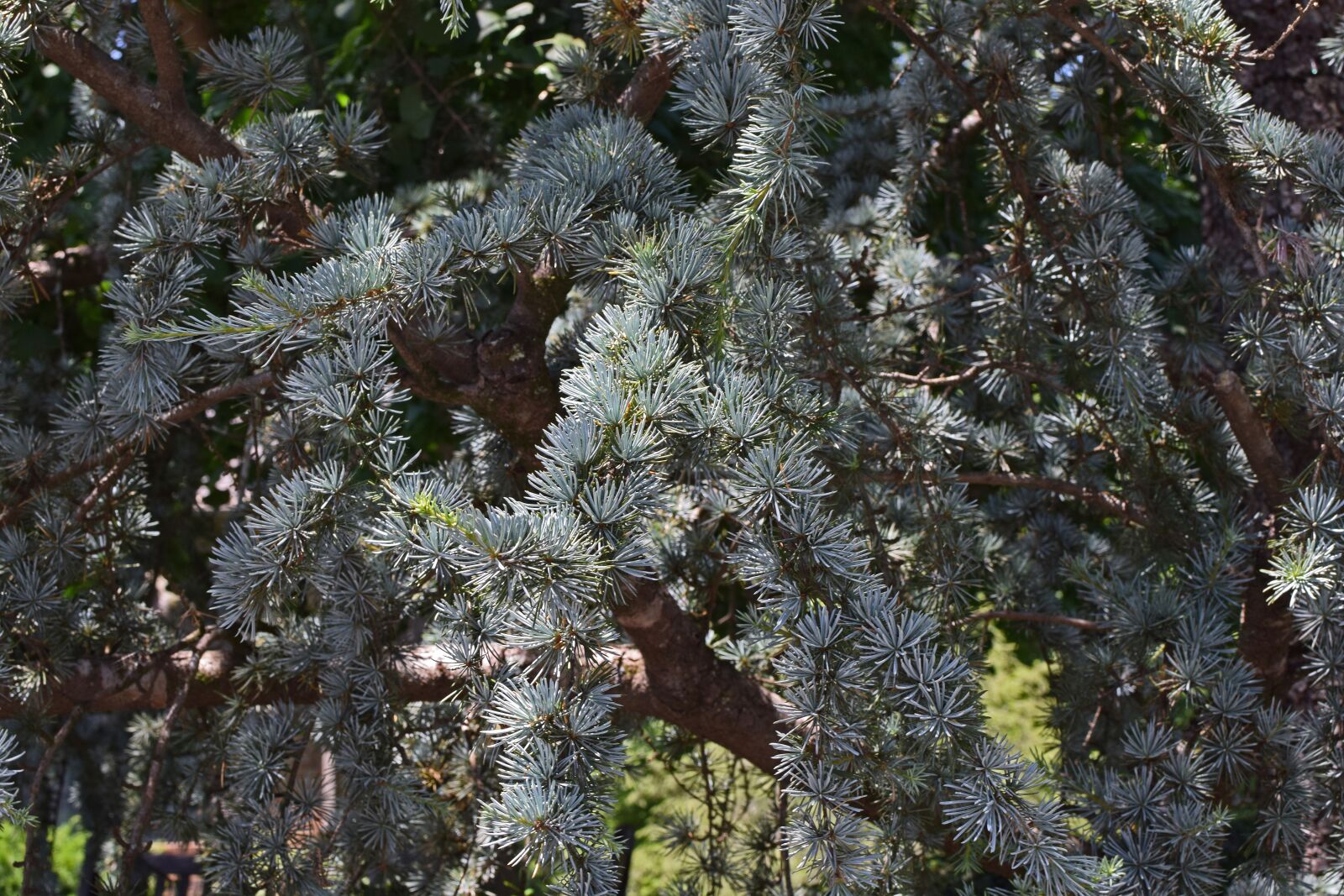 Nikon D3300 sample photo. Weeping spruce close-up, spruce photography