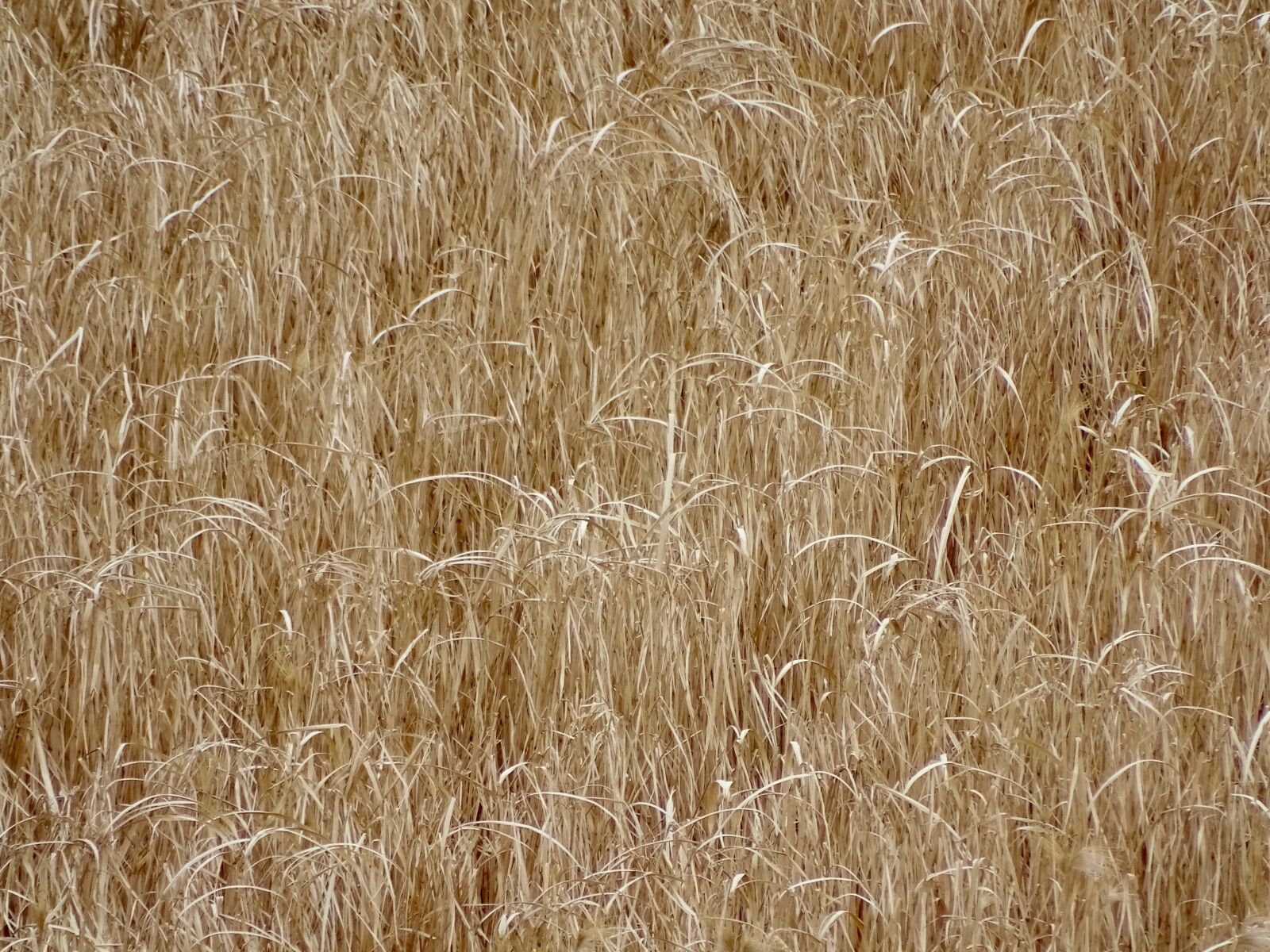 Sony Cyber-shot DSC-HX400V sample photo. Field, agriculture, farm photography