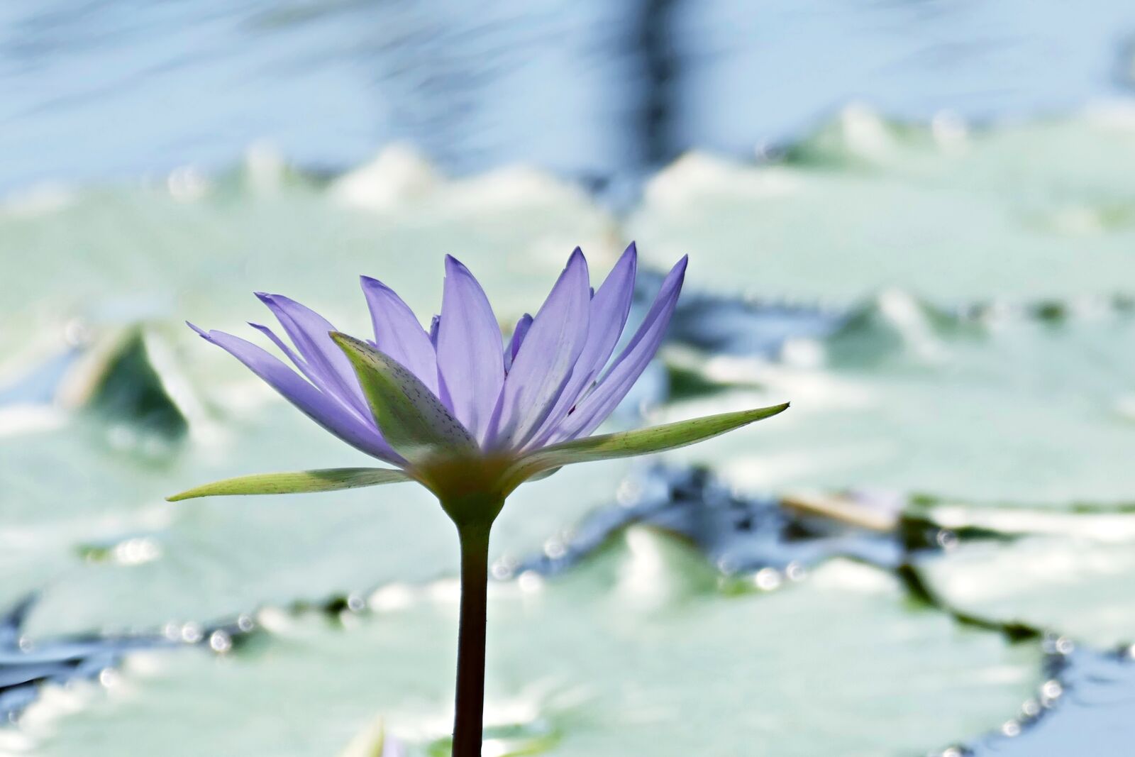 Panasonic Lumix DMC-FZ1000 sample photo. Water lily, pond, flower photography