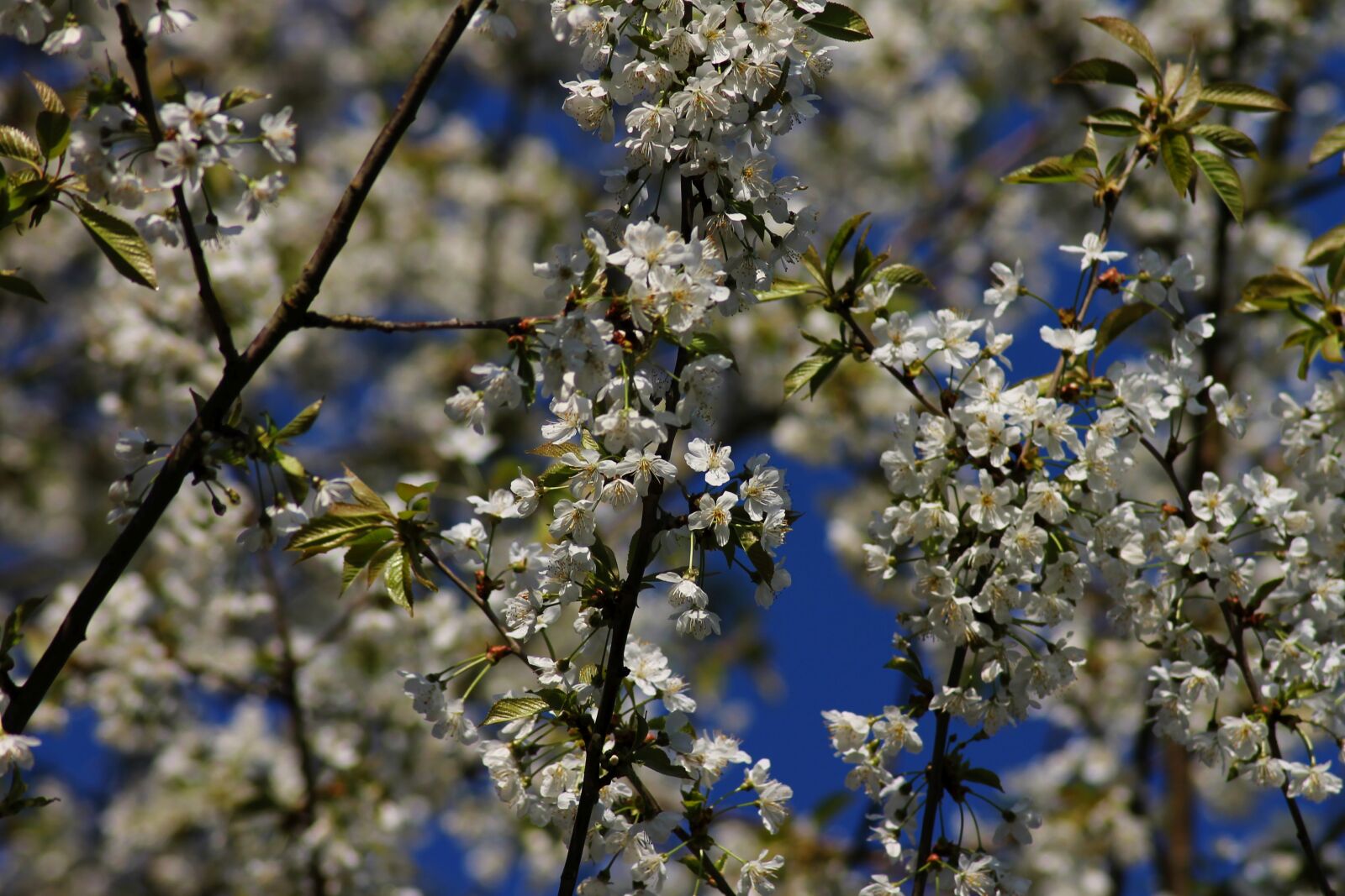 Canon EOS 1100D (EOS Rebel T3 / EOS Kiss X50) sample photo. Background, flowers, nature photography