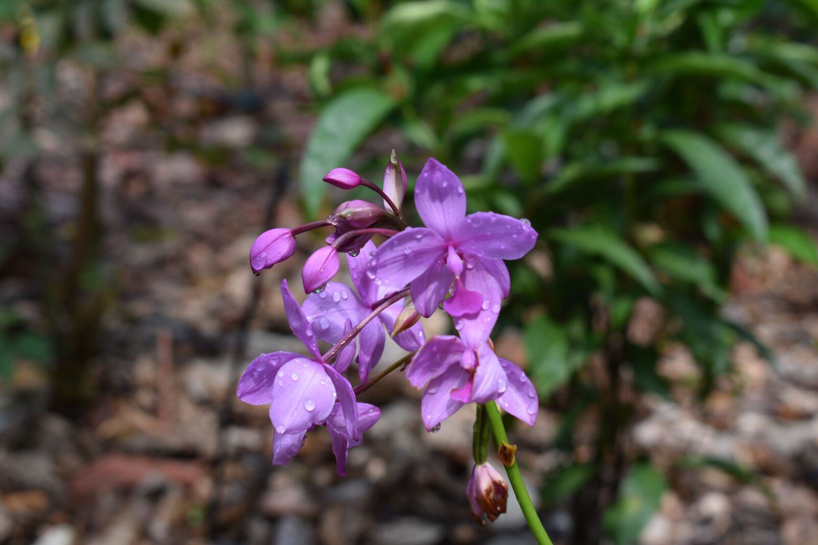 Nikon D3400 sample photo. Flower, nature, plant photography