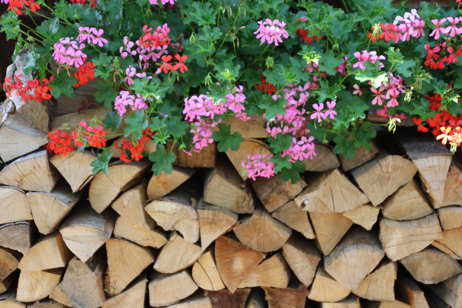 Canon EOS 7D Mark II sample photo. Collect, fire, garden, green photography