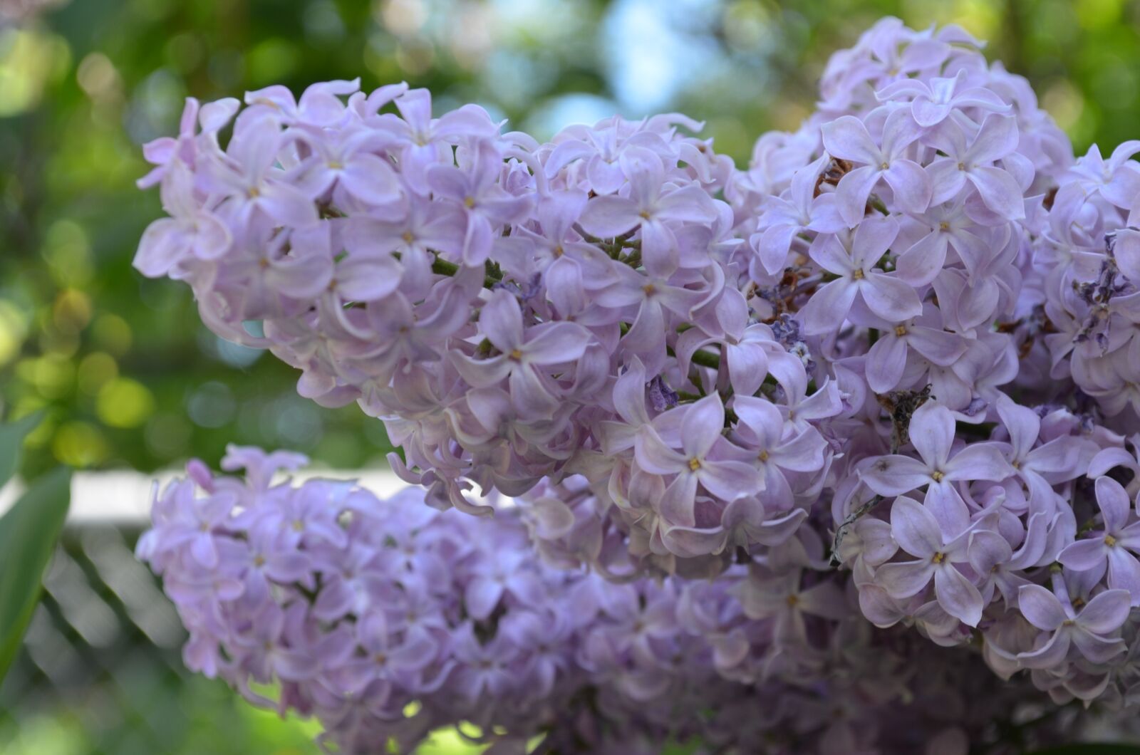 Nikon D5100 sample photo. Flowers, lilacs, spring photography