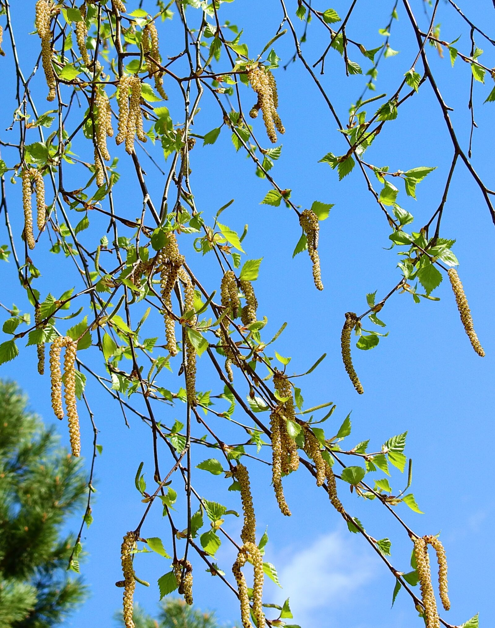 Nikon Coolpix P900 sample photo. Nature, plant, birch buds photography