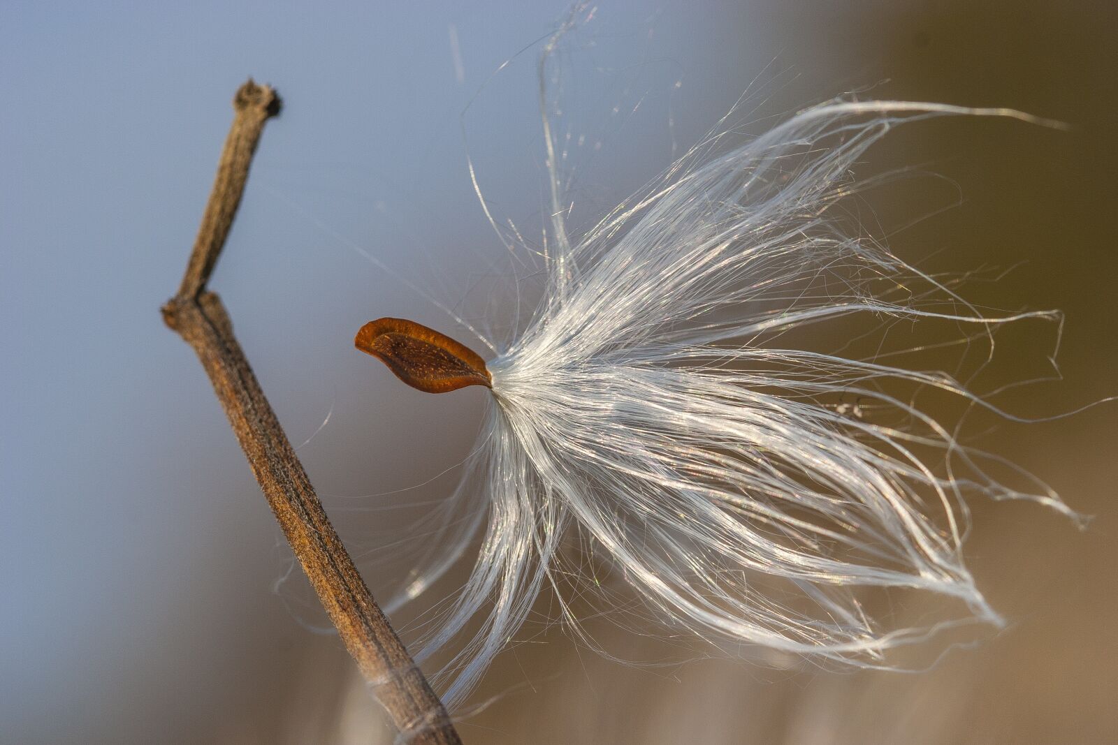 Canon EOS 20D sample photo. Fluff, plant, nature photography