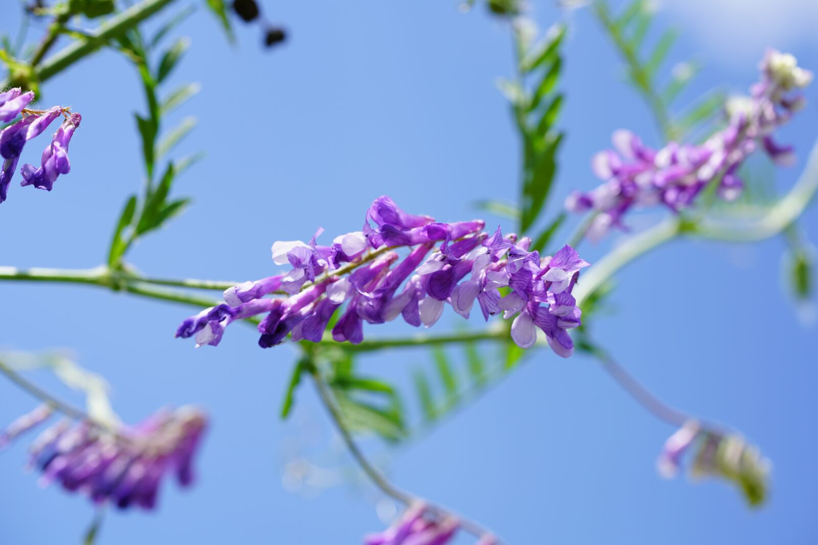Sony a7R II + Sony FE 90mm F2.8 Macro G OSS sample photo. Colorful wicke, flower, blossom photography