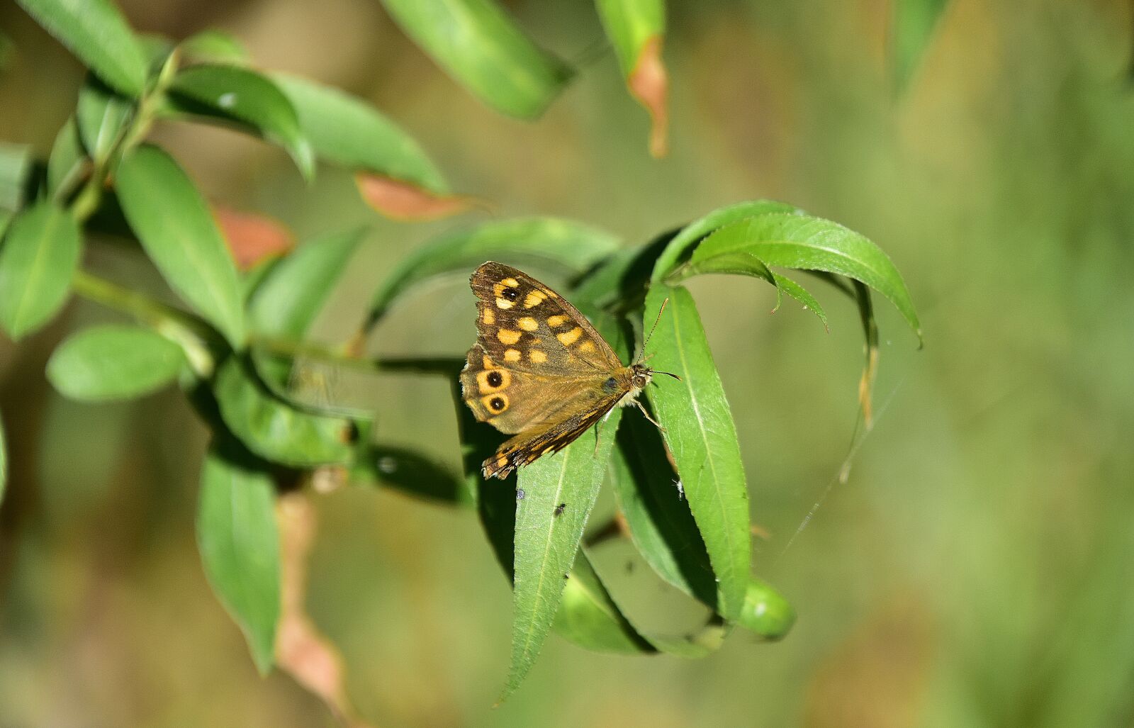 Nikon D7200 sample photo. Butterfly, nature, insects photography