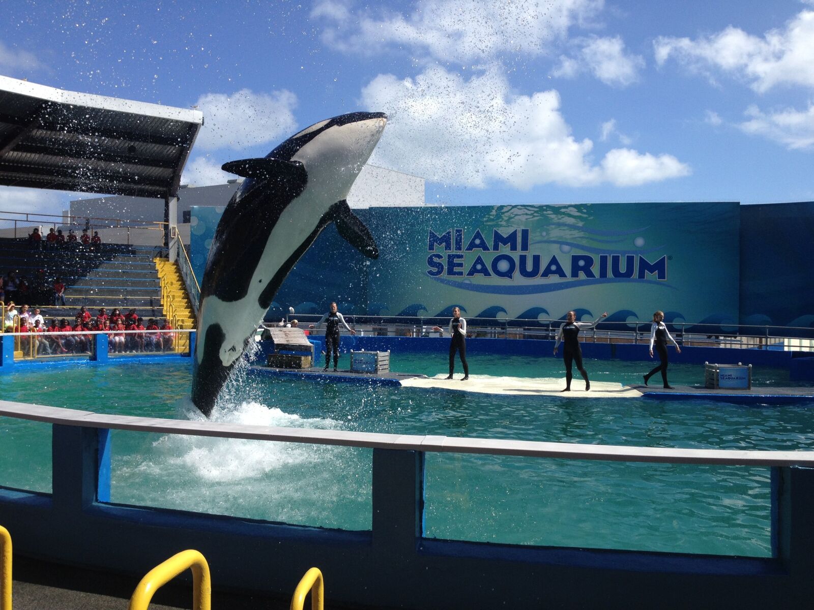 iPhone 4S back camera 4.28mm f/2.4 sample photo. Miami, killer whale, water photography