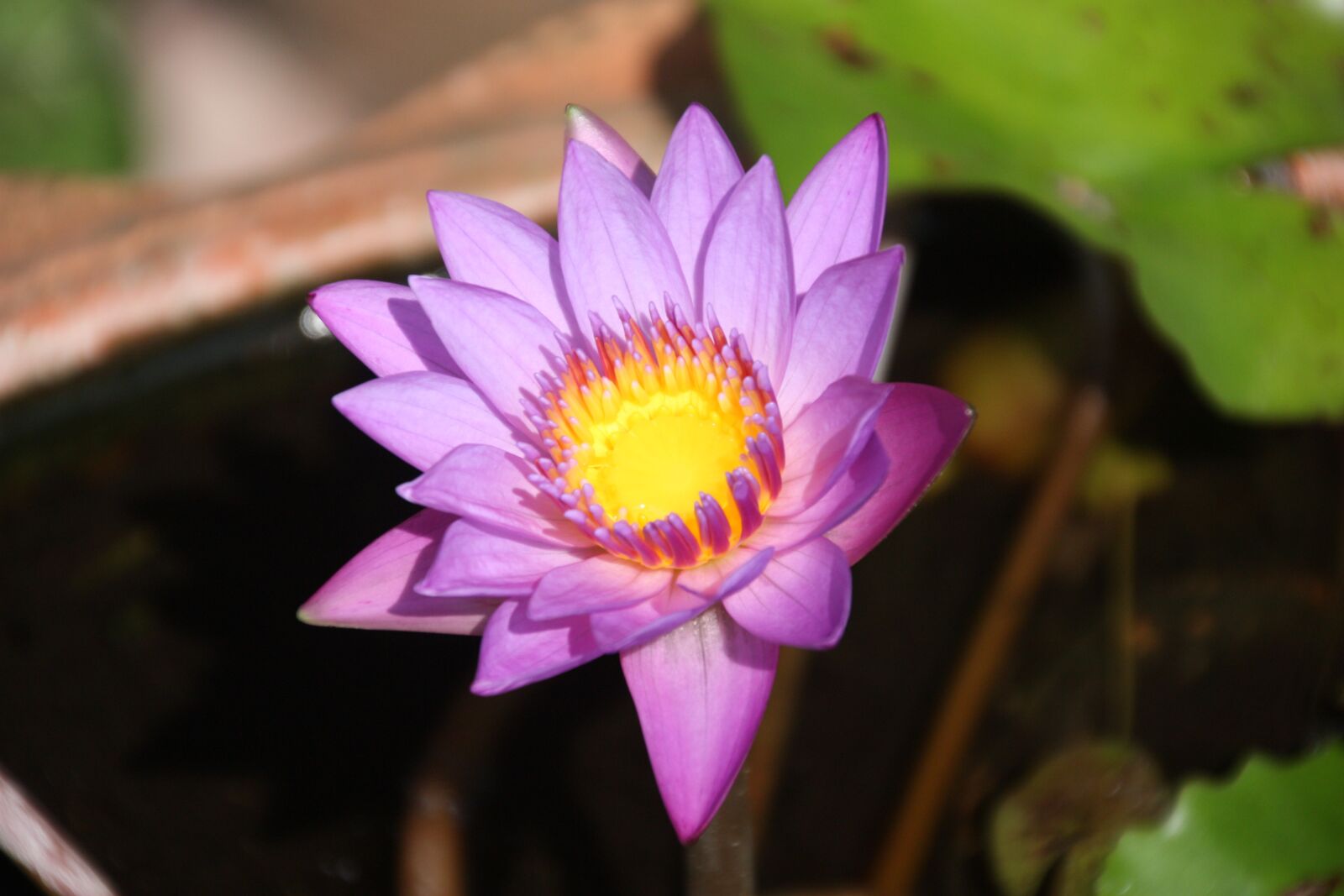 Canon EOS 450D (EOS Rebel XSi / EOS Kiss X2) sample photo. Lotus, flower, blossom photography