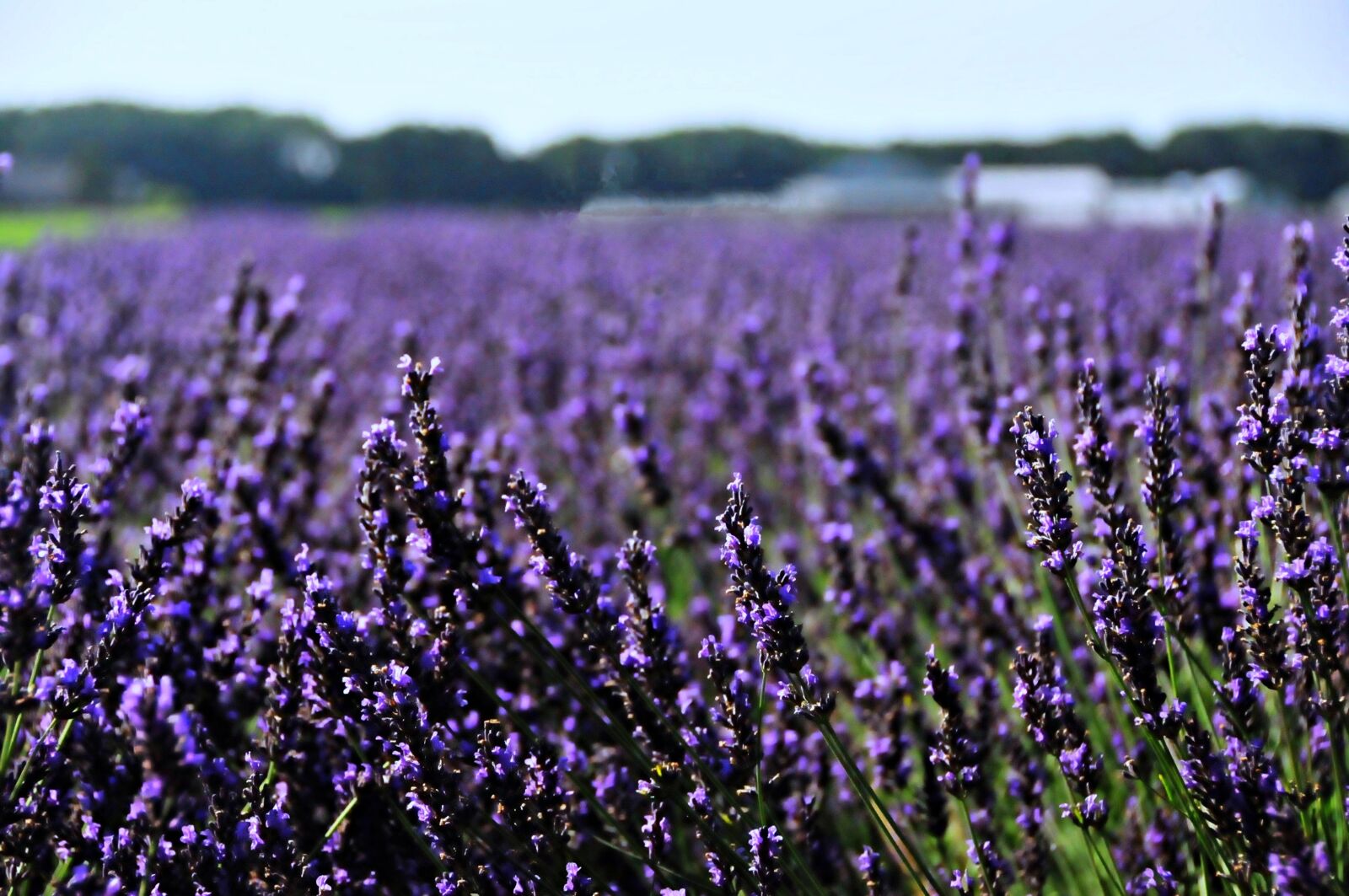 Nikon D300 sample photo. Netherlands, holland, lavender photography