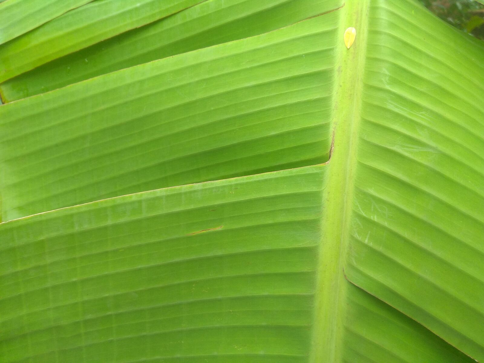 Xiaomi Redmi Note 4 sample photo. Banana tree leaf, natural photography