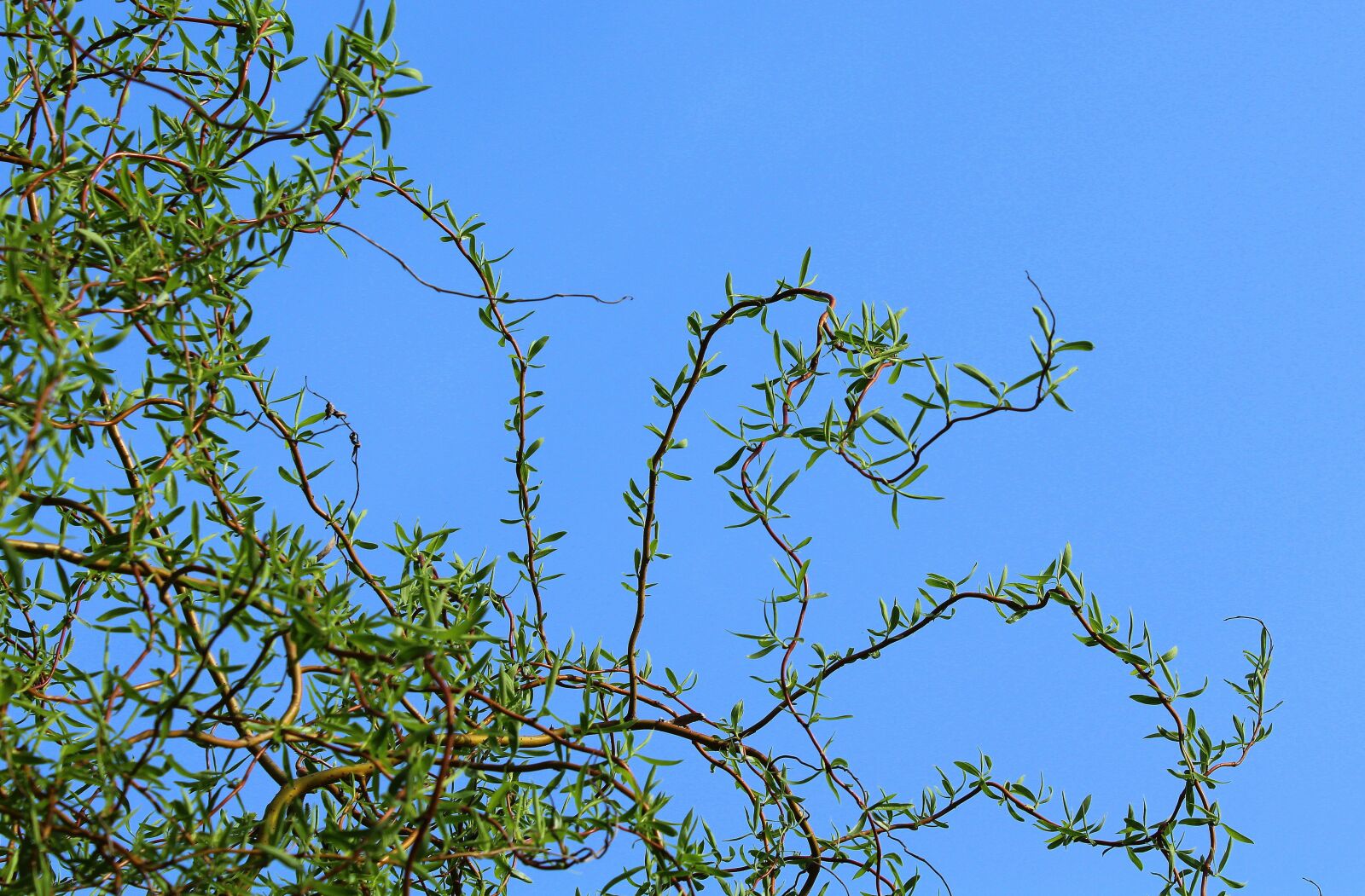Canon EOS 1200D (EOS Rebel T5 / EOS Kiss X70 / EOS Hi) sample photo. The willow of babylon photography