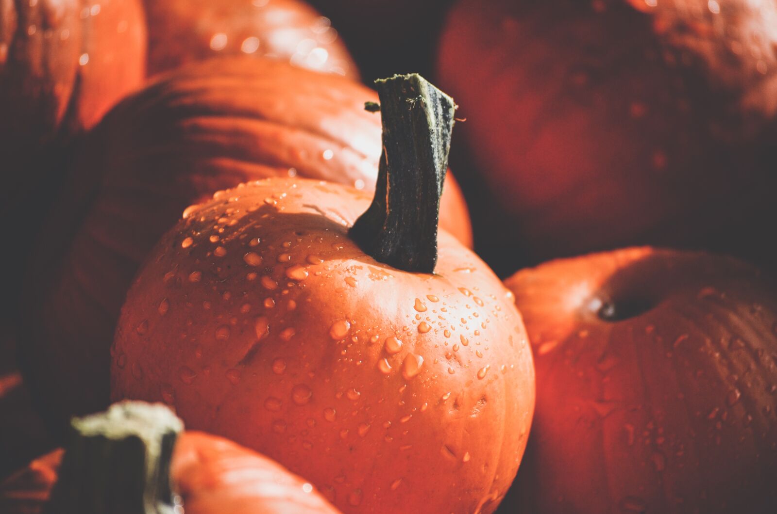 Nikon D5100 sample photo. Pumpkins, mini pumpkins, fall photography