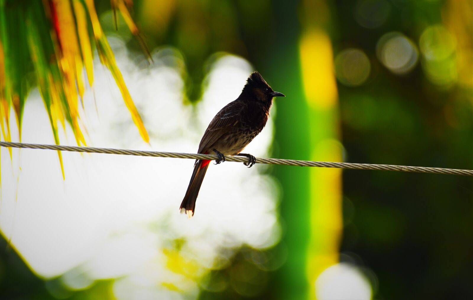 Nikon D5600 sample photo. Nature, bird, outdoors photography