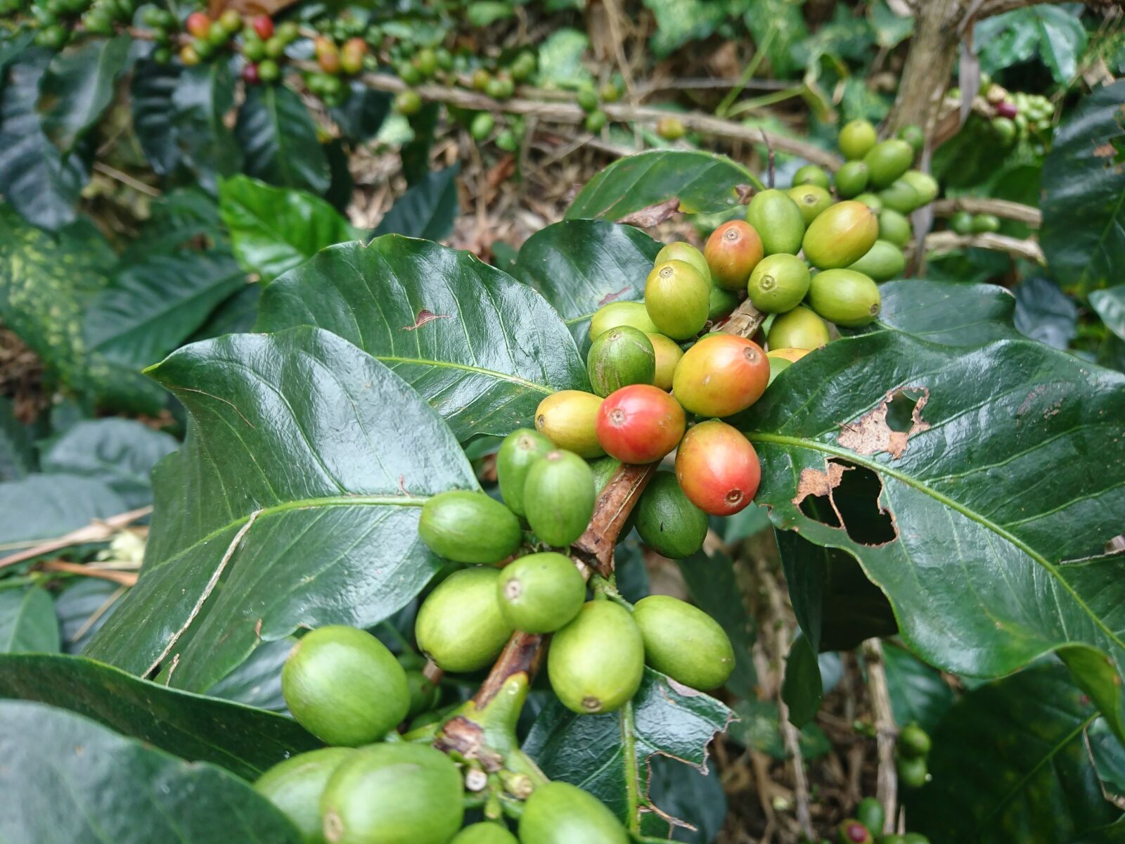 Sony Xperia XZ sample photo. Café, colombiano, cahipay photography