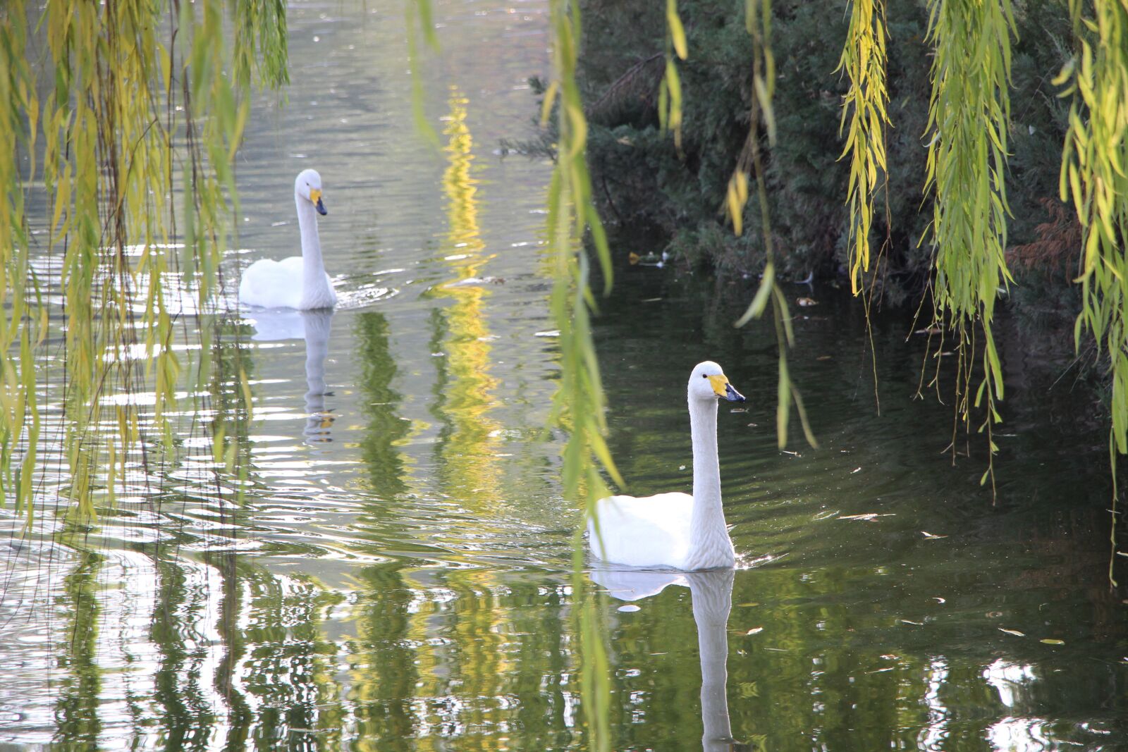 Canon EOS 600D (Rebel EOS T3i / EOS Kiss X5) + Canon EF-S 18-135mm F3.5-5.6 IS STM sample photo. Bird, water bird, swan photography