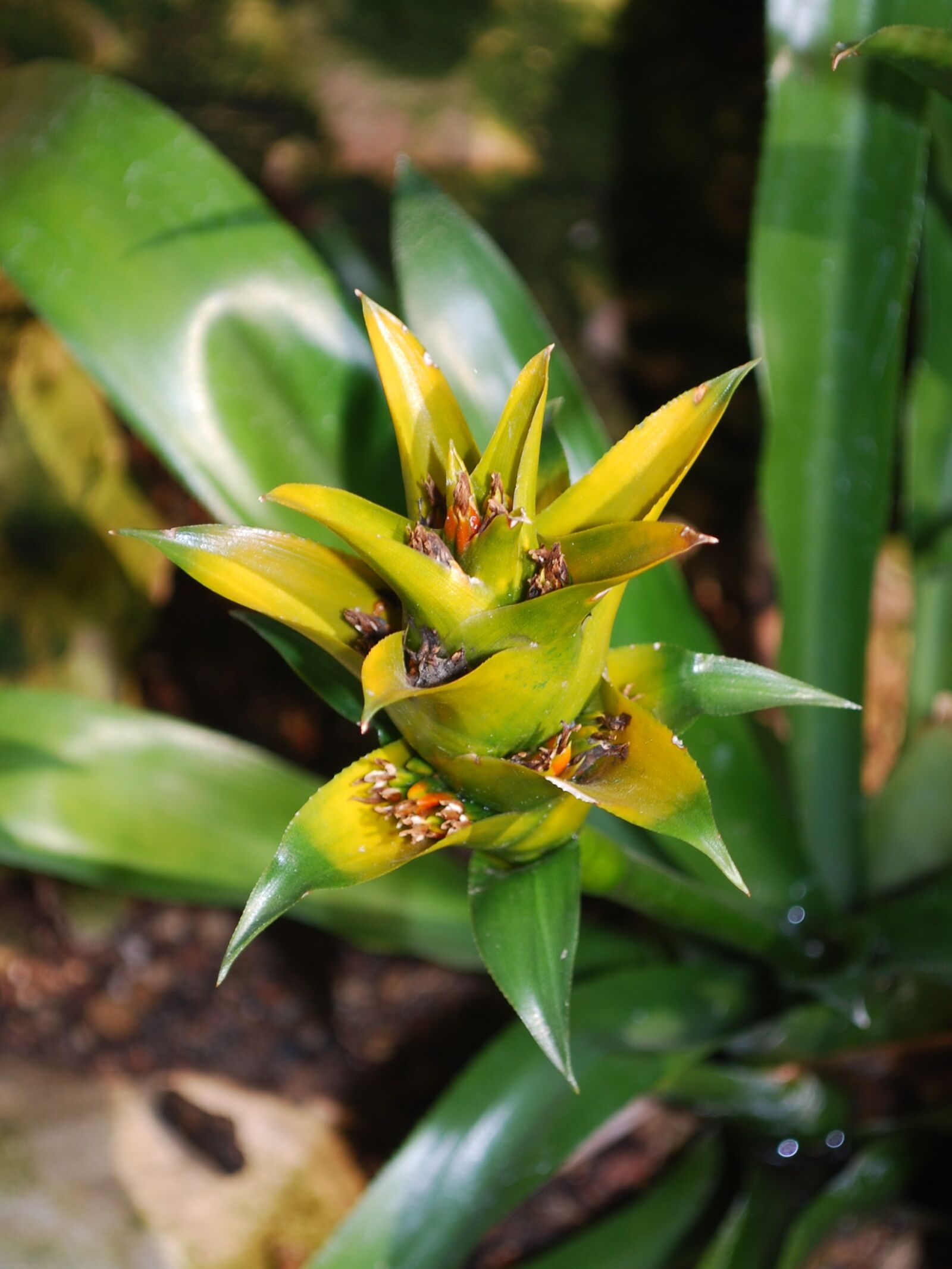 Nikon D60 sample photo. Flower, wildflower, garden photography