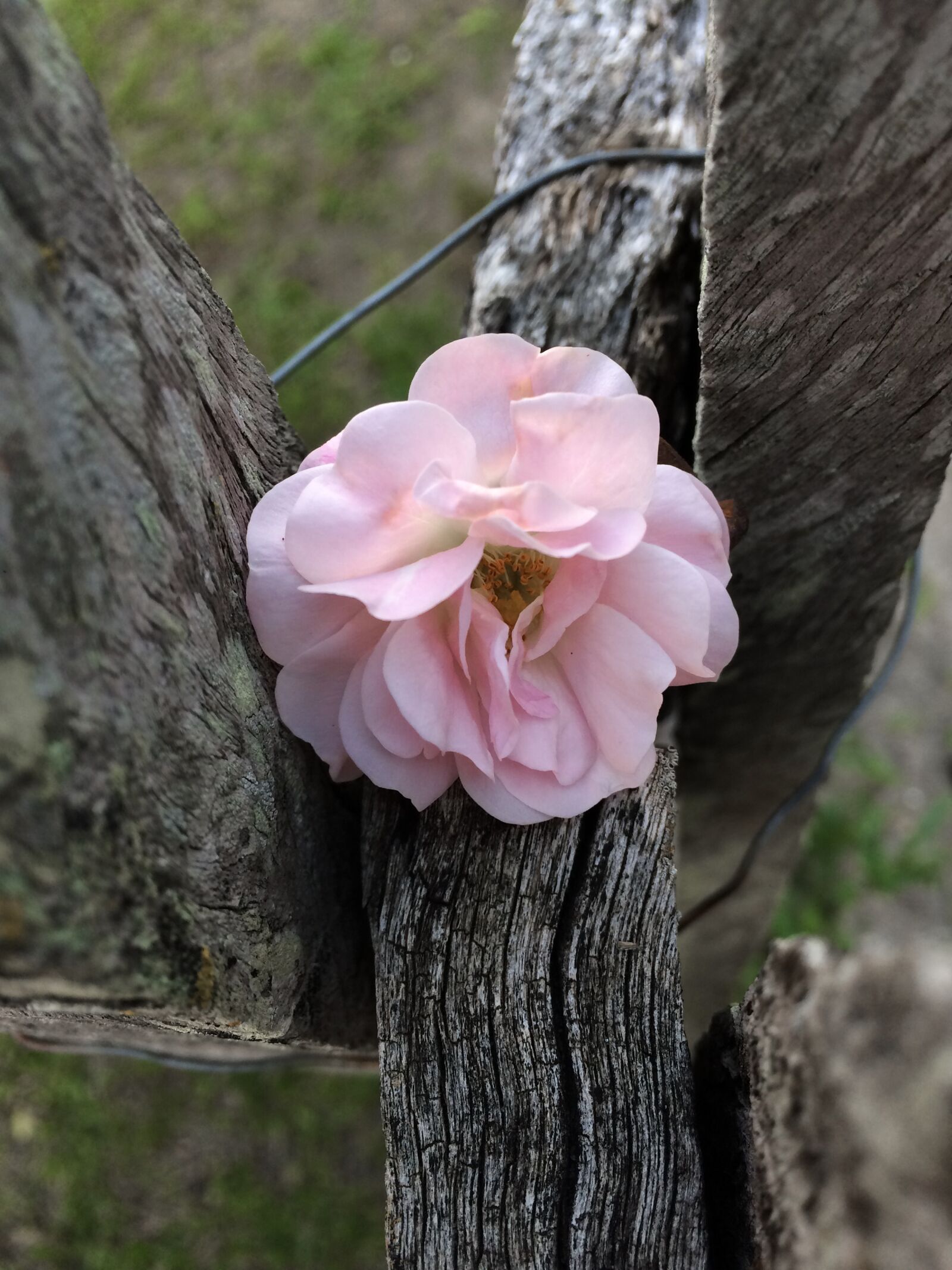 Apple iPhone 5s sample photo. Nature, flower, flowers photography