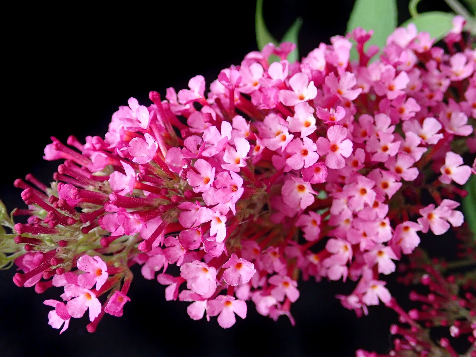 Olympus TG-5 sample photo. Flower, pink, buddleja photography