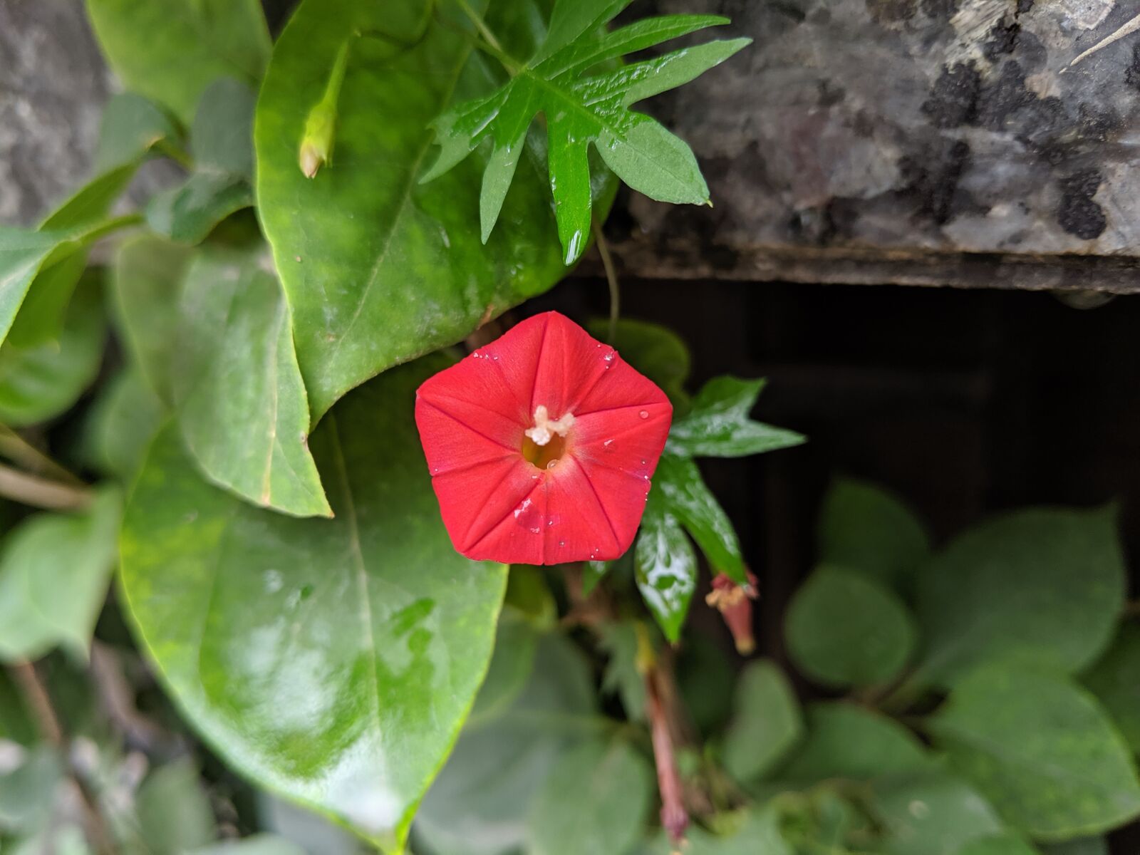 Google Pixel 3 sample photo. Gree, flowers, natural photography