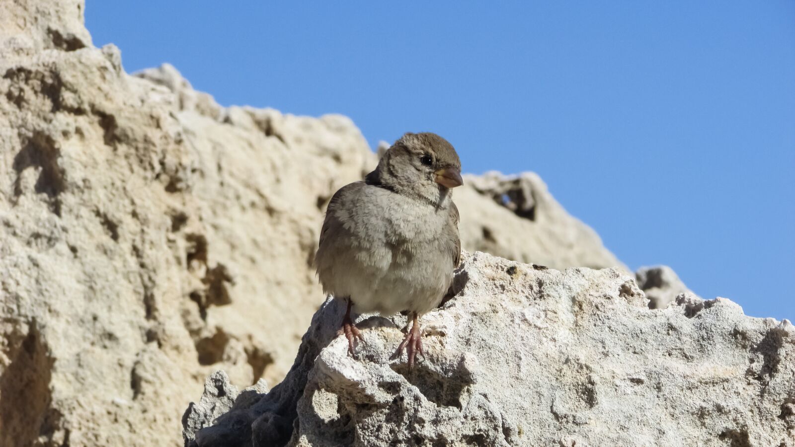 Canon PowerShot SX400 IS sample photo. Sparrow, sitting, rock photography