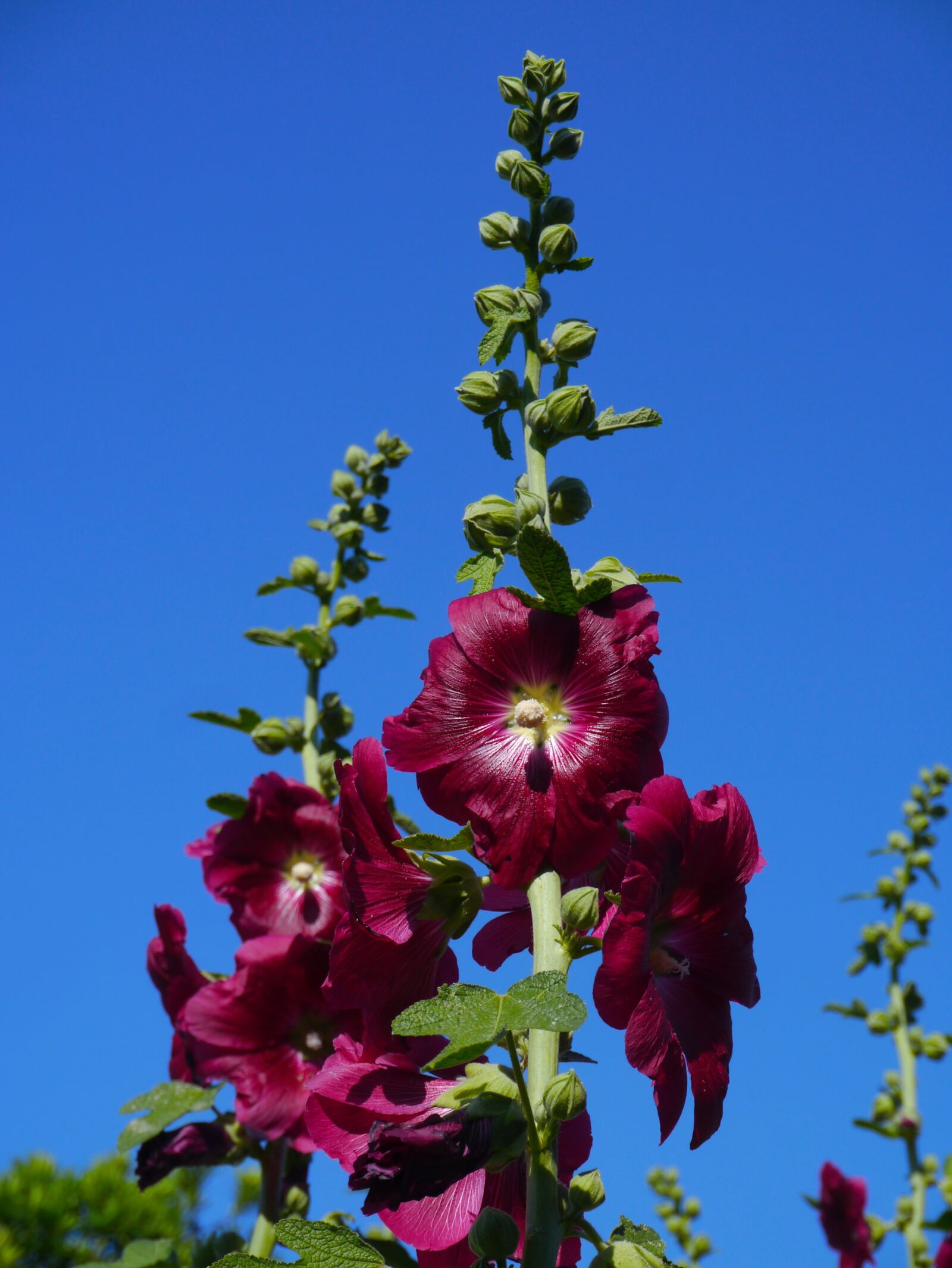 Panasonic Lumix DMC-GX1 sample photo. Althaea rosea, hana aoi photography