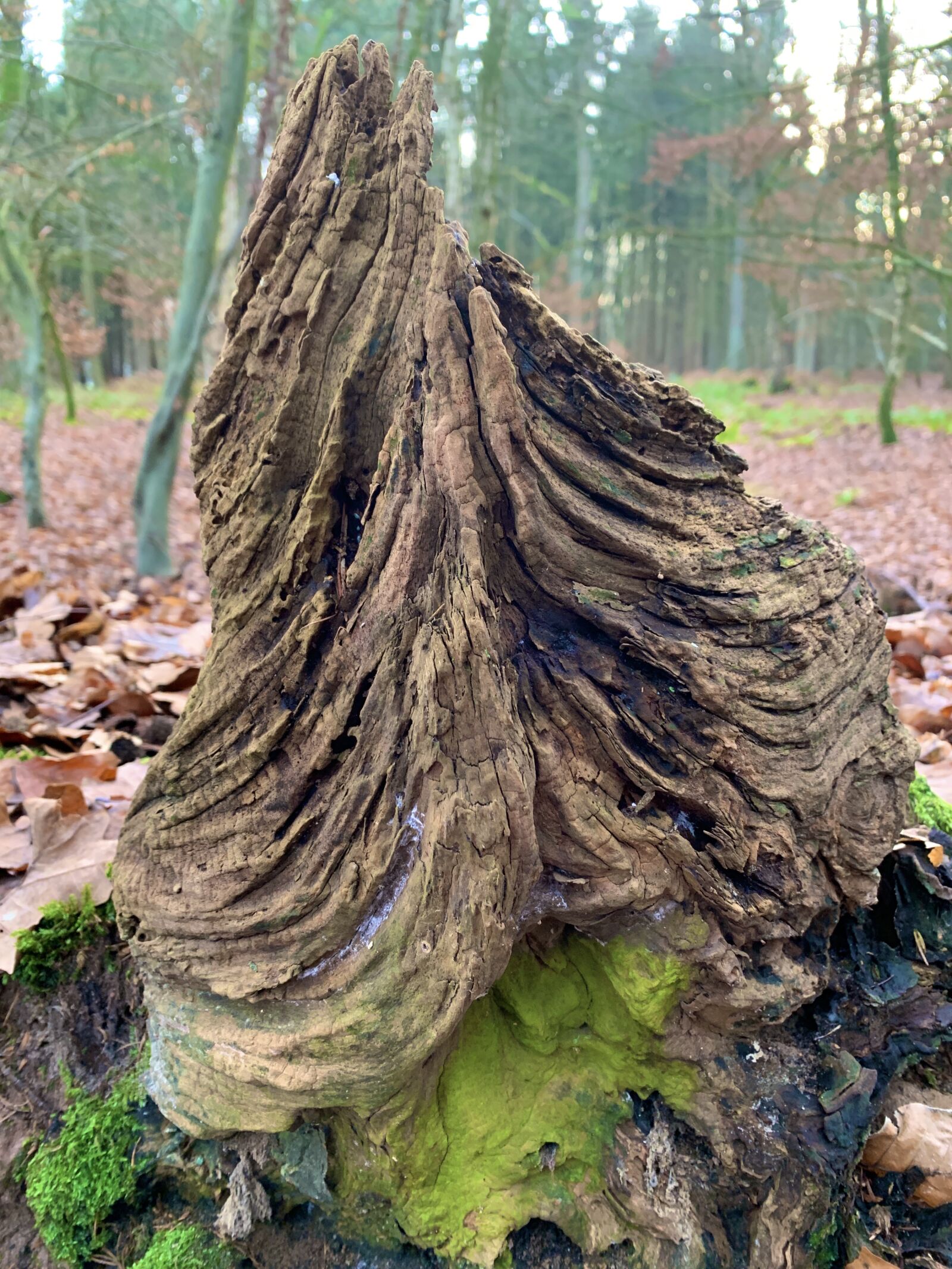 Apple iPhone XR sample photo. Tree stump, root, forest photography