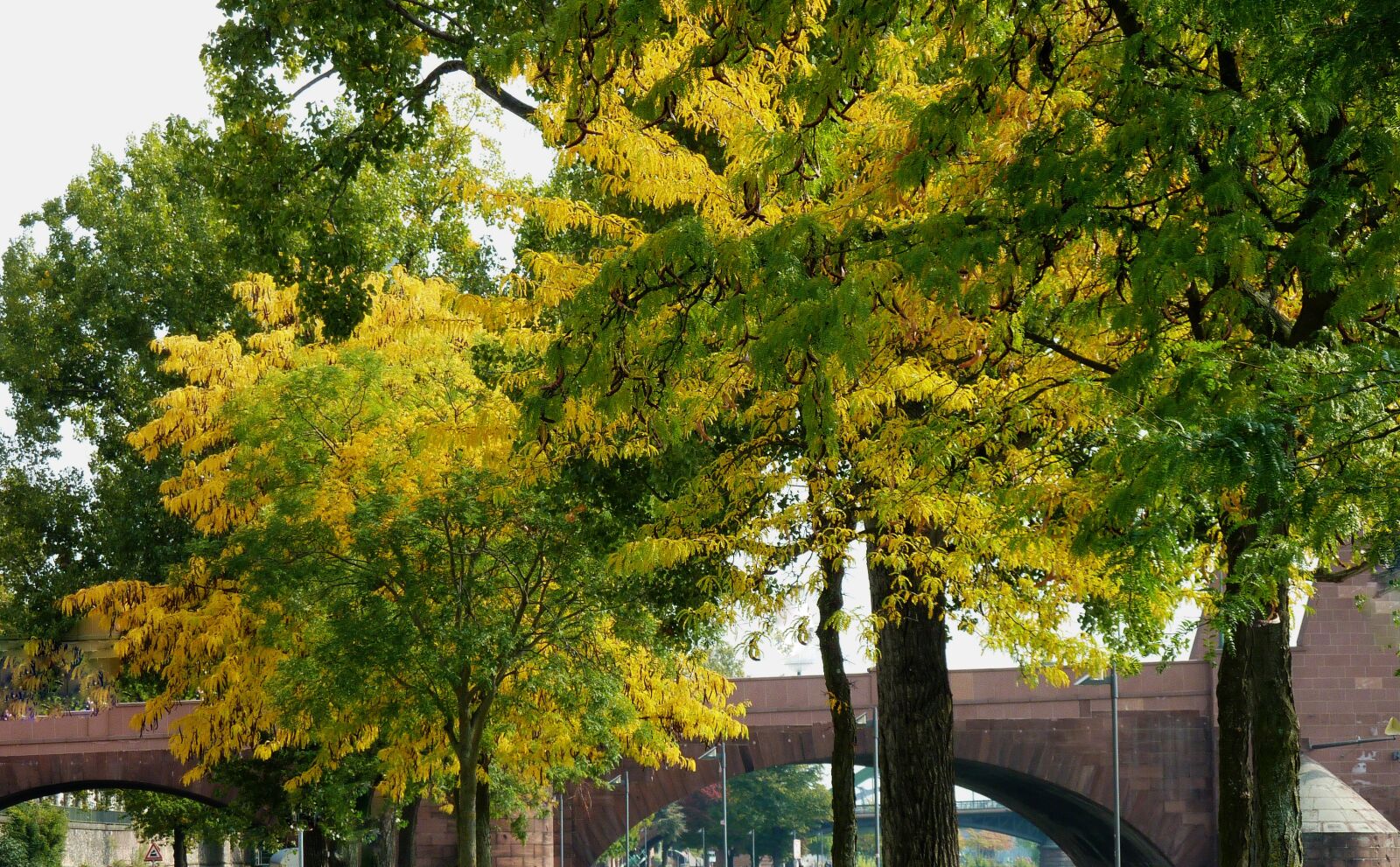 Panasonic DMC-TZ7 sample photo. Autumn, autumn leaf, leaf photography